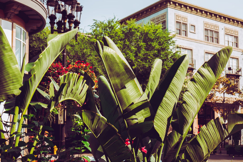 Flower Delivery In San Jose, California?