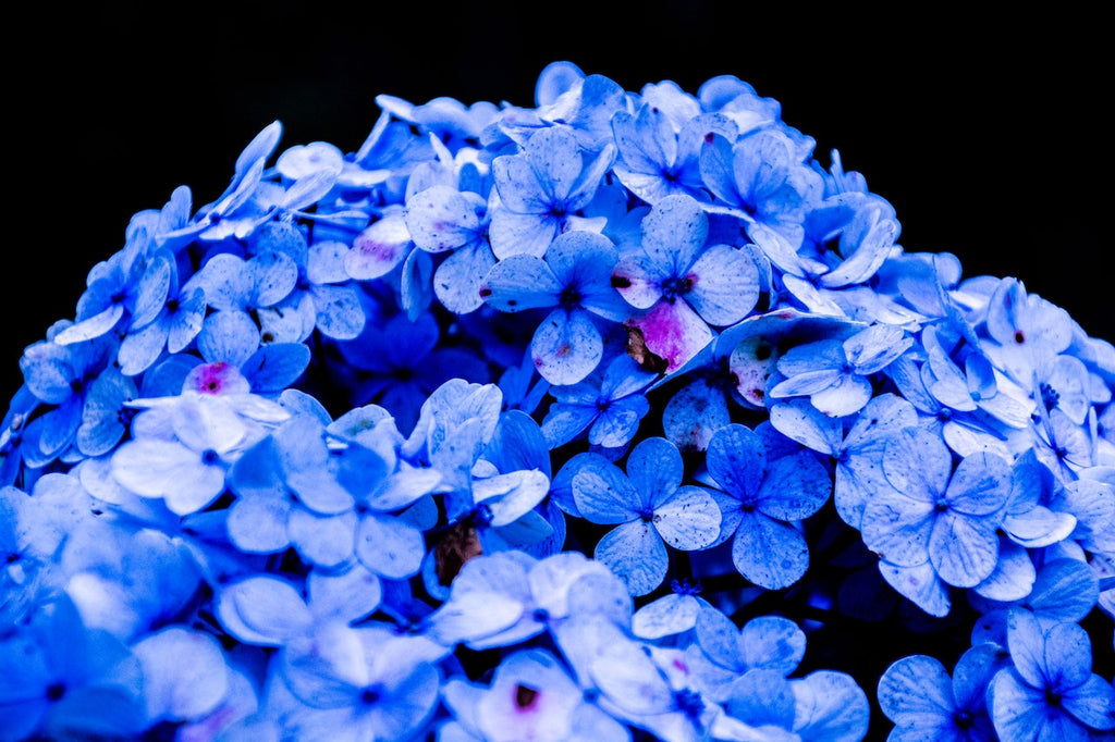What are the best florists in or near Heath, Alabama?