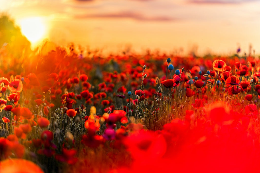 What are the best florists in or near Cave Creek, Arizona?