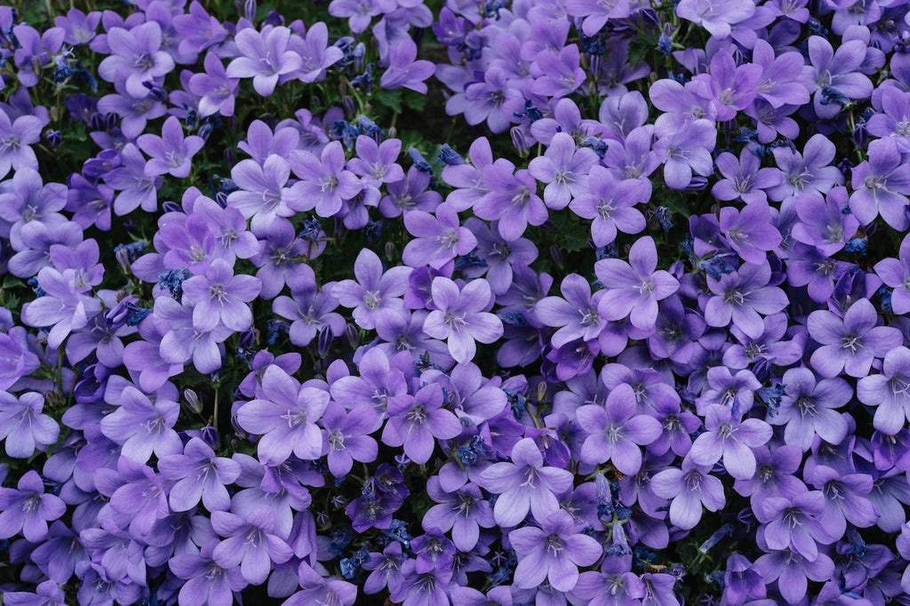What are the best florists in or near Austin, Arkansas?