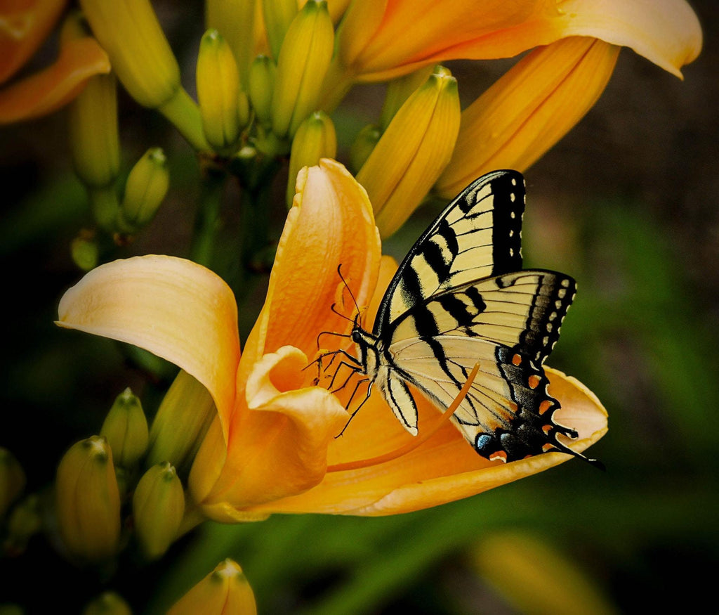 What are the best florists in or near Novi, Michigan? 