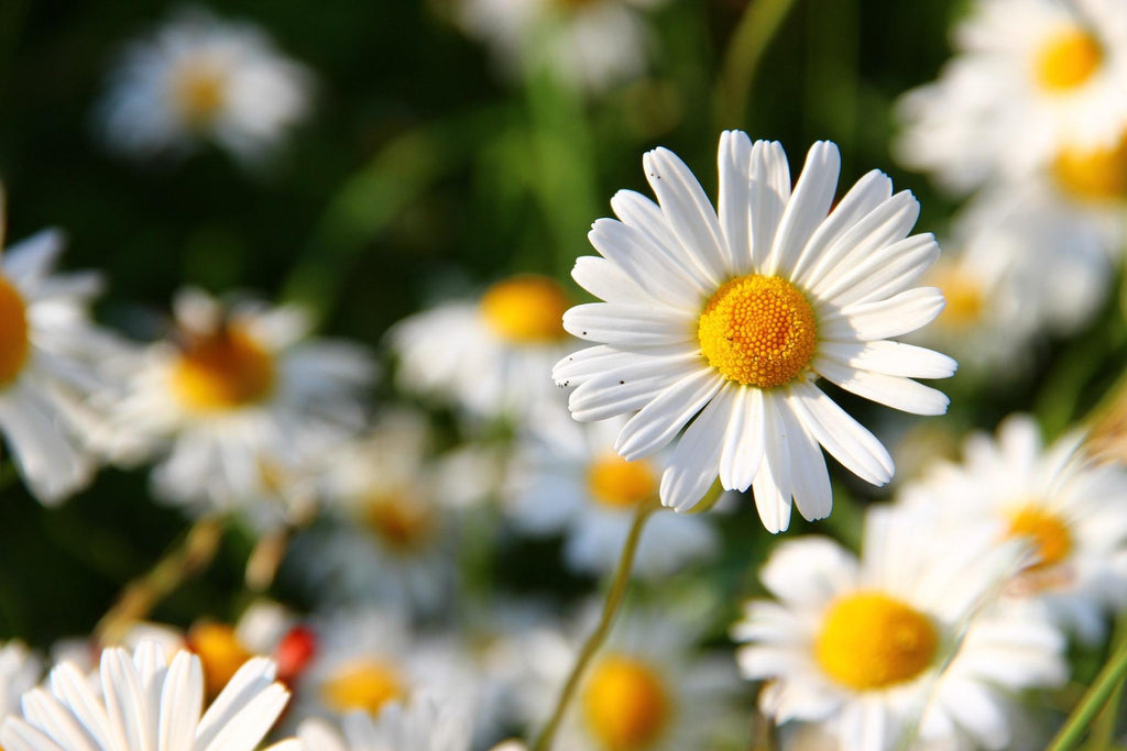 What are the best florists in or near Kissimmee, Florida? 