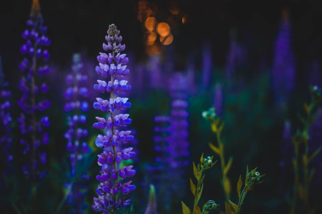 What are the best florists in or near Altamonte Springs, Florida?