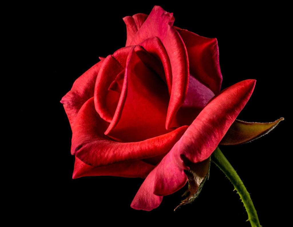 What are the best florists in or near Ontario, California? 