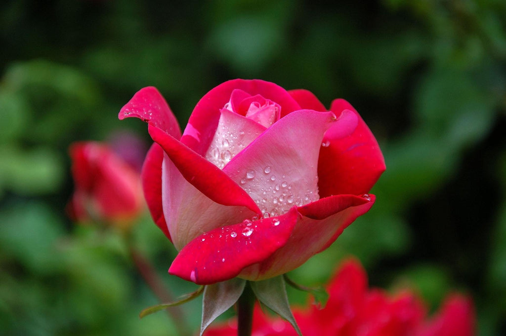What are the best florists in or near Alma, West Virginia? 