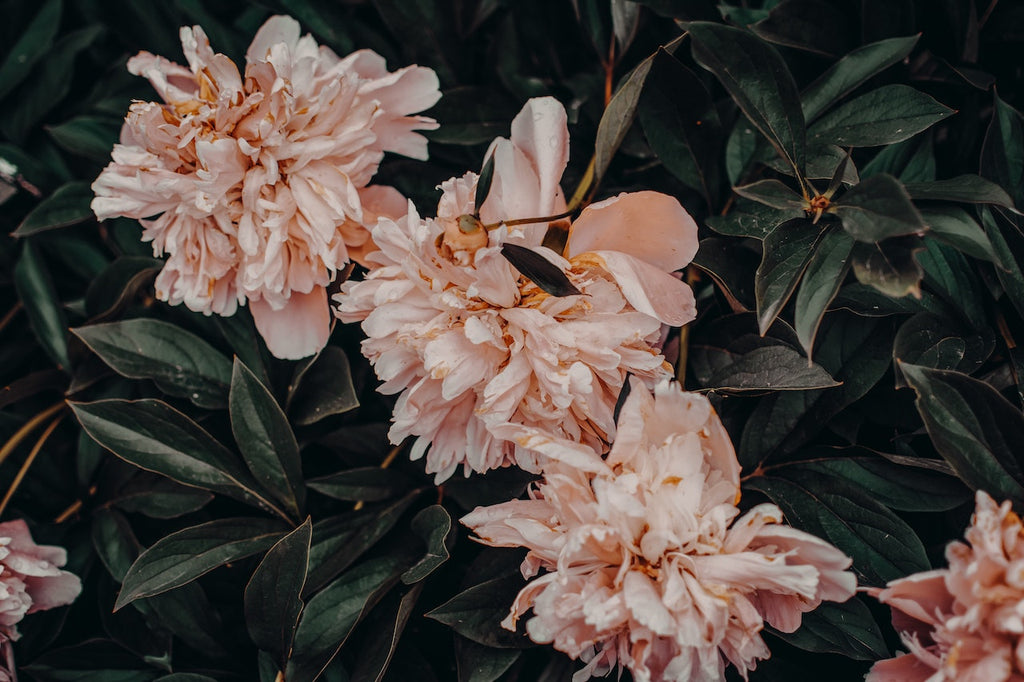 What are the best florists in or near Allenhurst, Georgia?