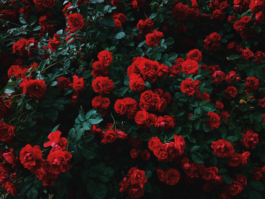 How to Grow Roses From Cuttings
