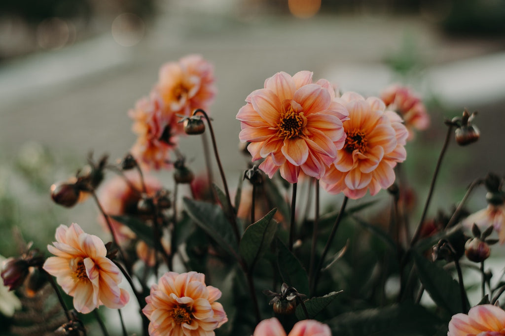 What are the best florists in or near Almo, Idaho?