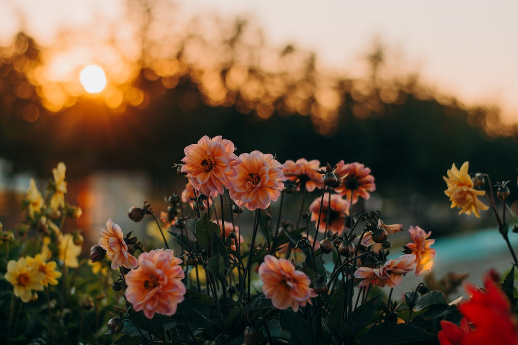 What are the best florists in or near Macon, Illinois?