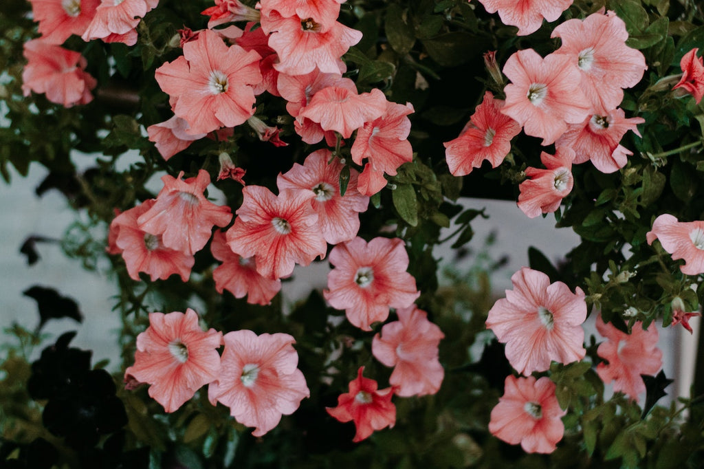 What are the best florists in or near Albert City, Iowa?
