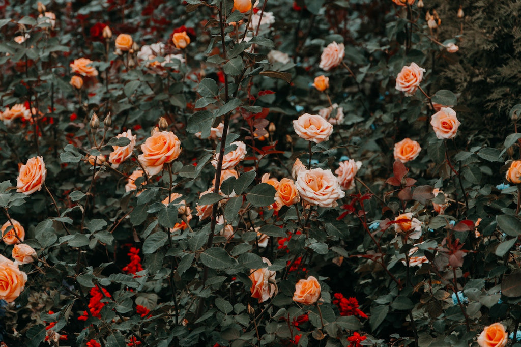 What are the best florists in or near Versailles, Kentucky?