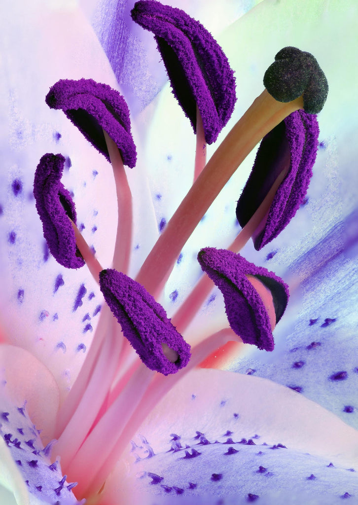 What are the best florists in or near Savannah, Georgia? 