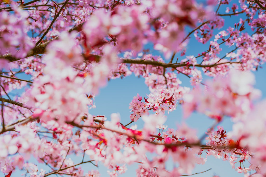 What are the best florists in or near Akers, Louisiana?