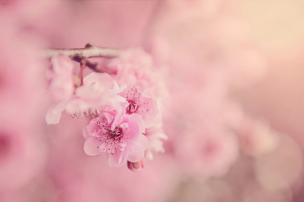 What are the best florists in or near Allen, Maryland?