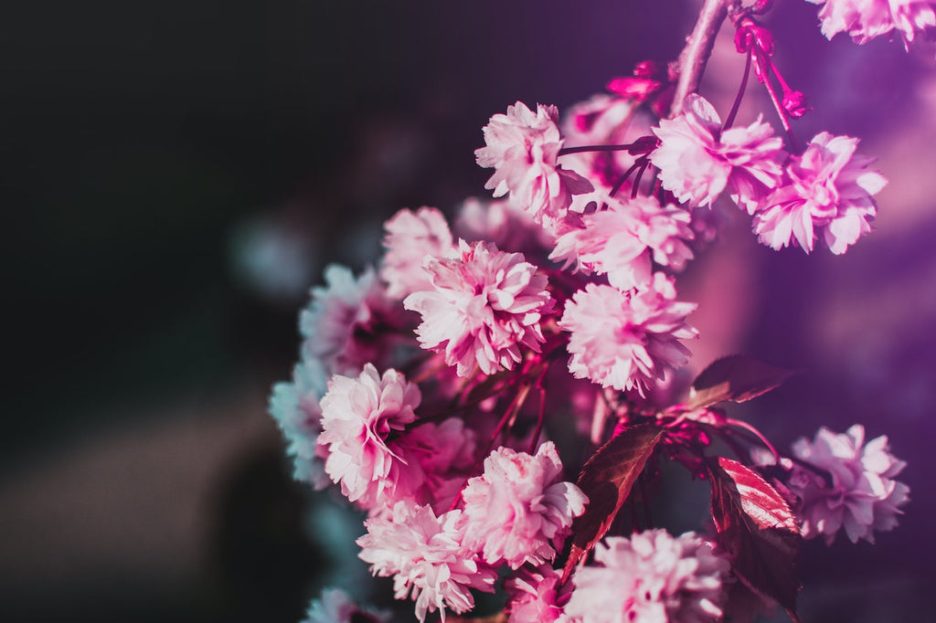 What are the best florists in or near Edgartown, Massachusetts?