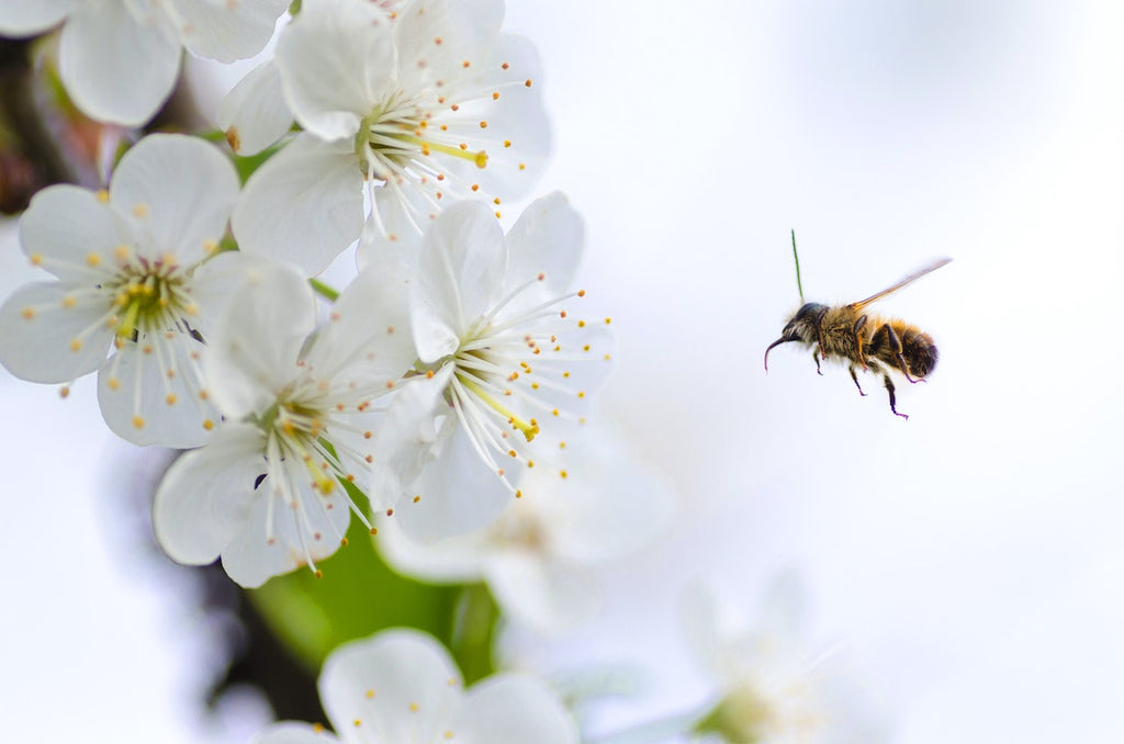 What are the best florists in or near Robbinsdale, Minnesota?