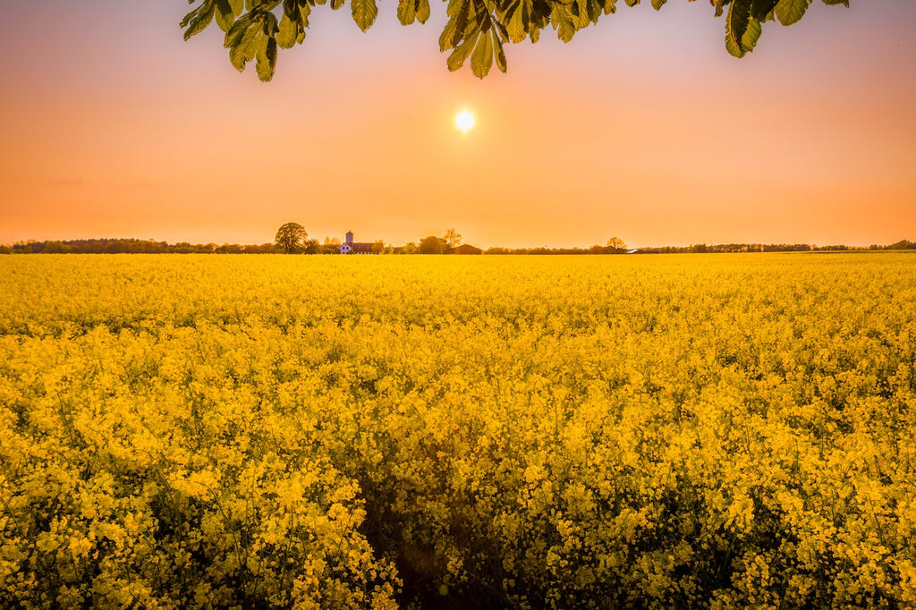 What are the best florists in or near Coahoma, Mississippi?