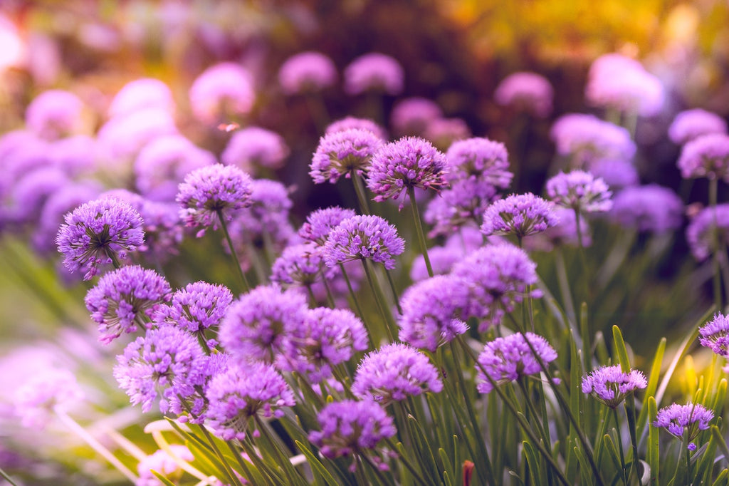 What are the best florists in or near Alda, Nebraska?