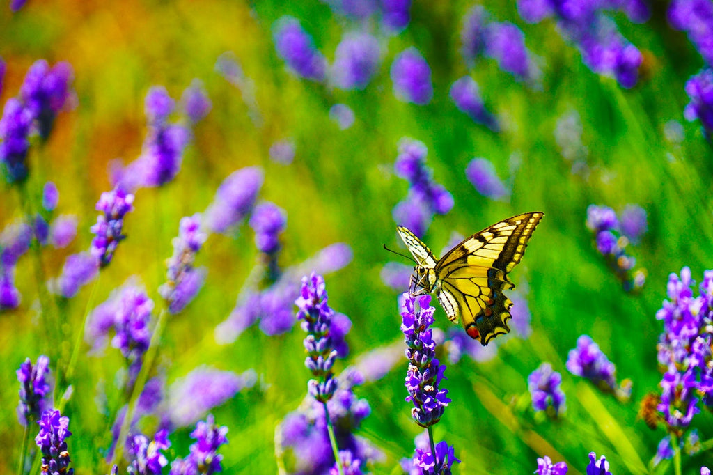 What are the best florists in or near Alamo, Nevada?