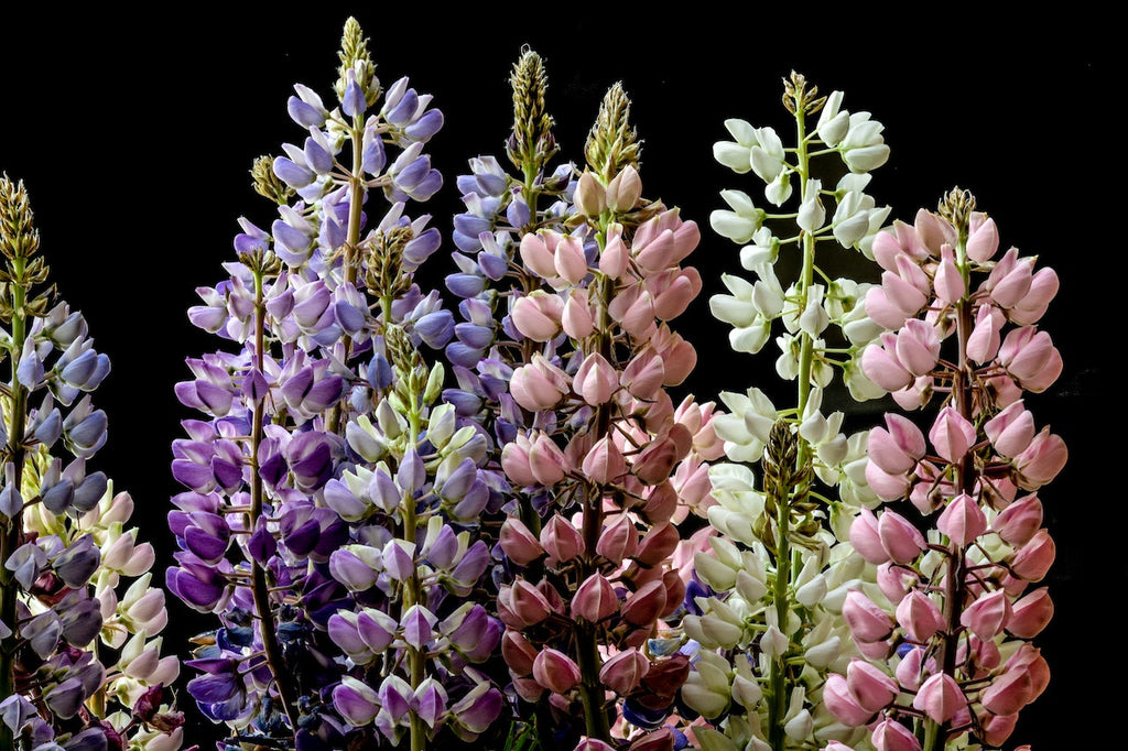 What are the best florists in or near Snow Camp, North Carolina?