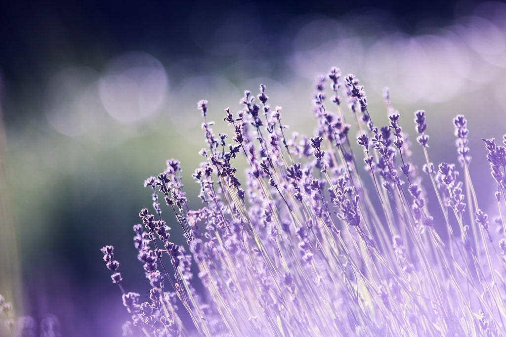 What are the best florists in or near Chickasha, Oklahoma?