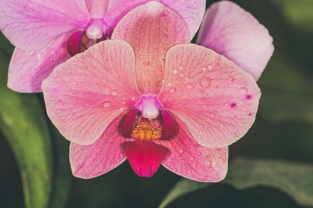 What are the best florists in or near Adams, Oregon?