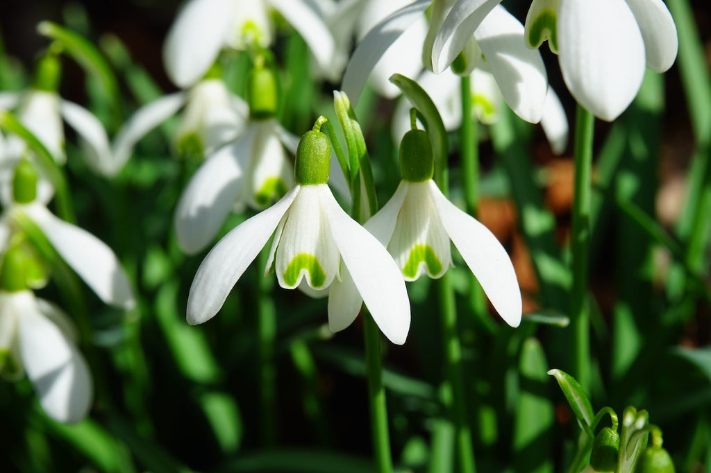 What are the best florists in or near Walnut Bottom, Pennsylvania?