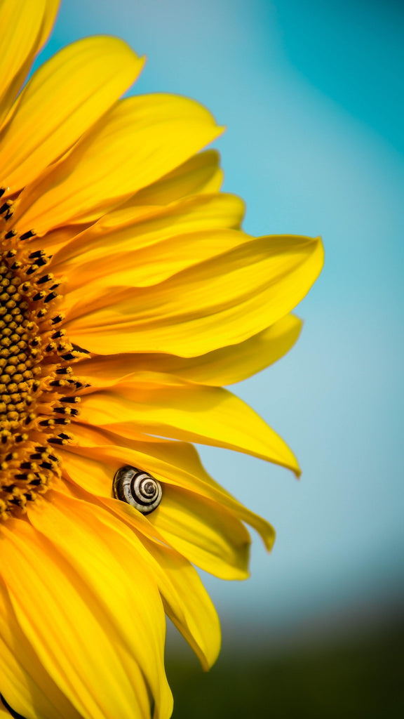 What are the best florists in or near Sioux Falls, South Dakota? 