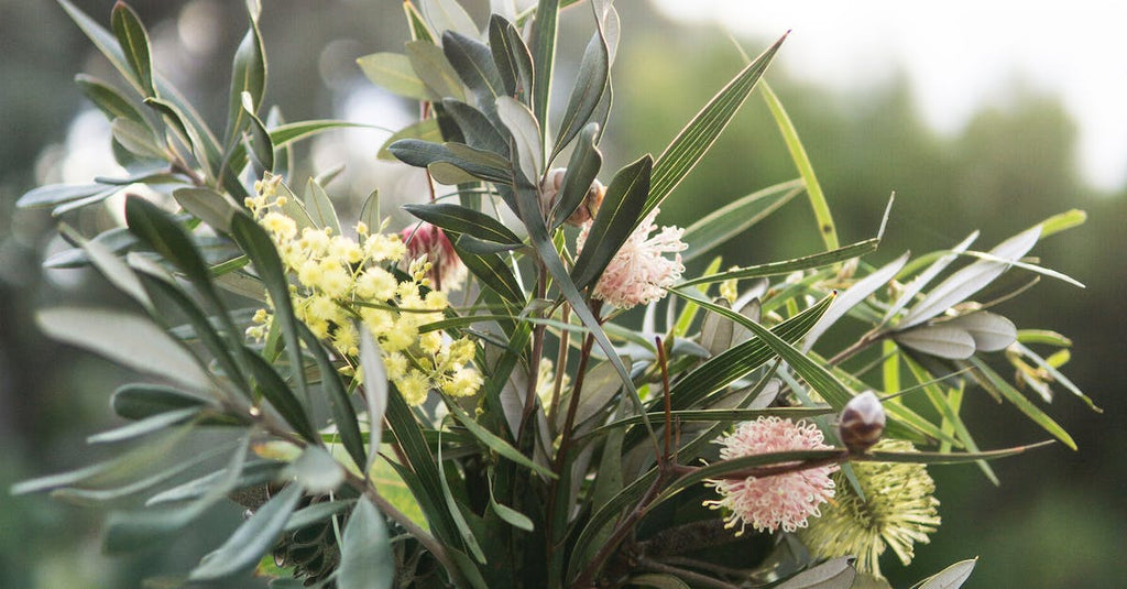 What Are Some Pretty House Plants?