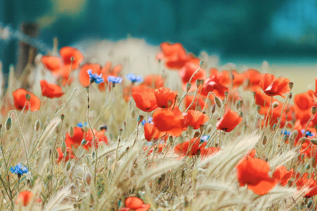 What are the best florists in or near Hawthorne, California? 