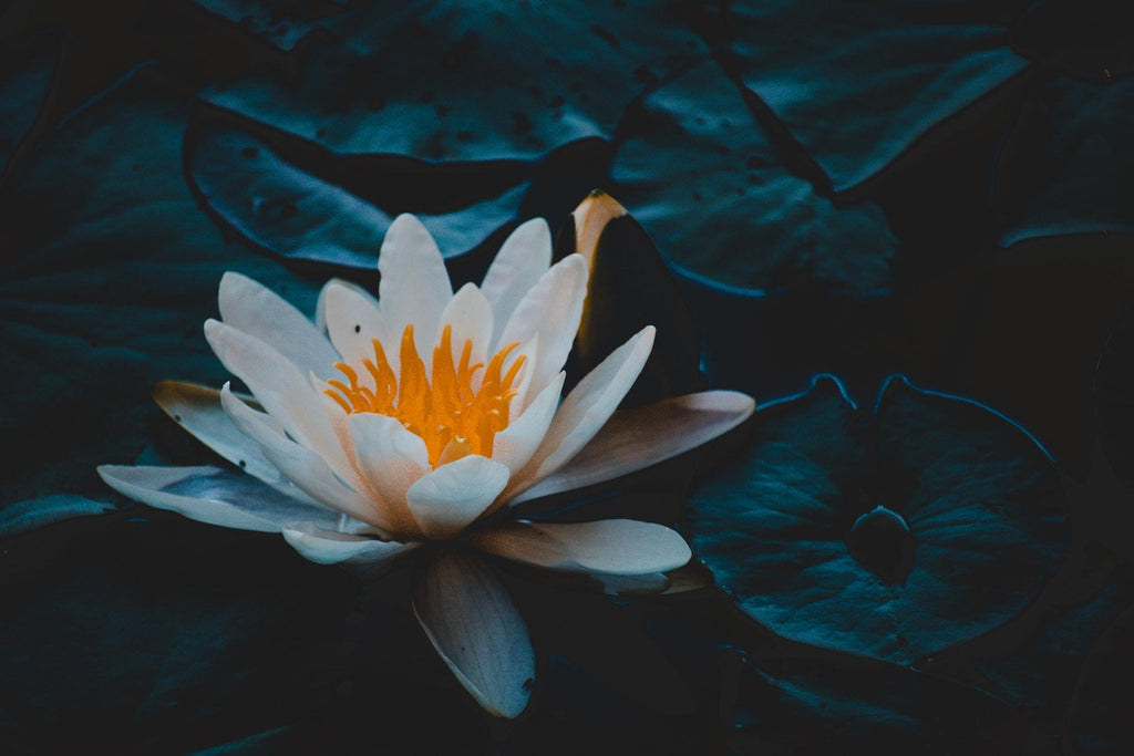 What are the best florists in or near Auburn, Washington? 