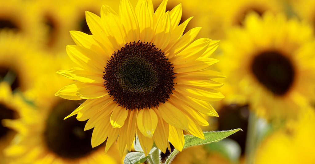 Anaheim California Flower Delivery
