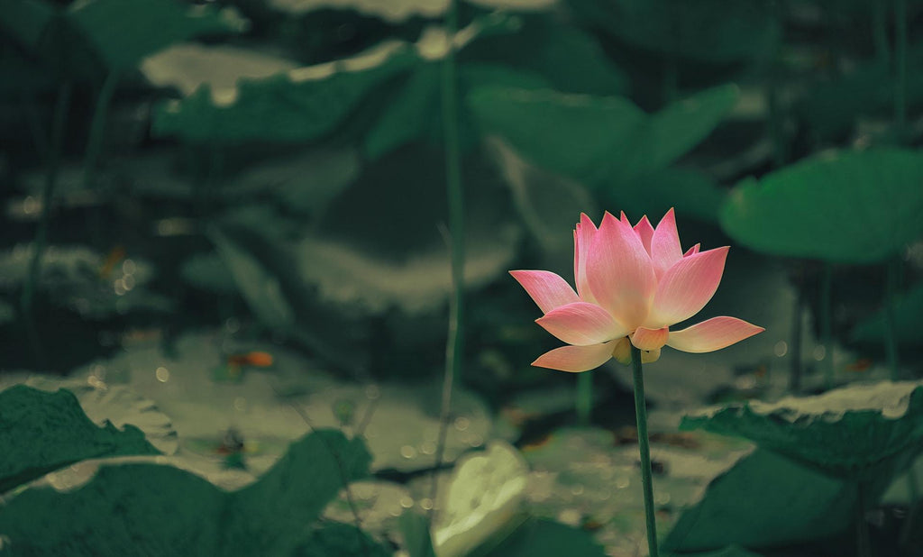What are the best florists in or near Albright, West Virginia? 