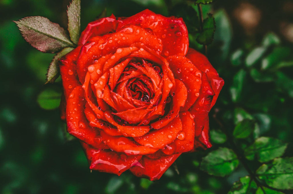 What are the best florists in or near Wausa, Nebraska? 