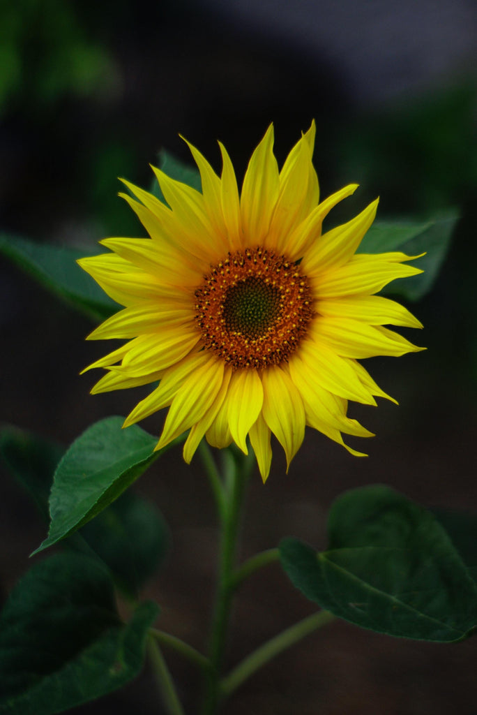 What are the best florists in or near Grand Prairie, Texas? 