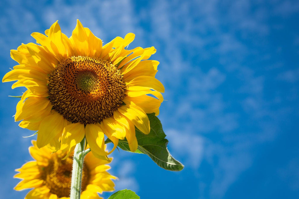 What are the best florists in or near Allen Junction, West Virginia? 