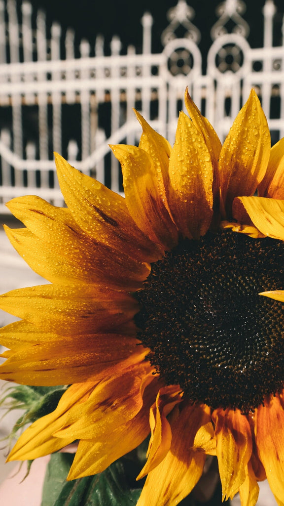What are the best florists in or near Flagstaff, Arizona? 