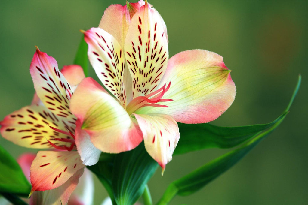 What are the best florists in or near Karlstad, Minnesota? 