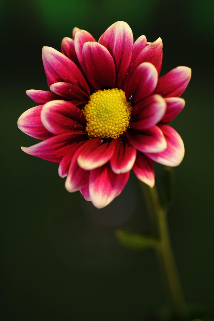 What are the best florists in or near Rudd, Iowa? 
