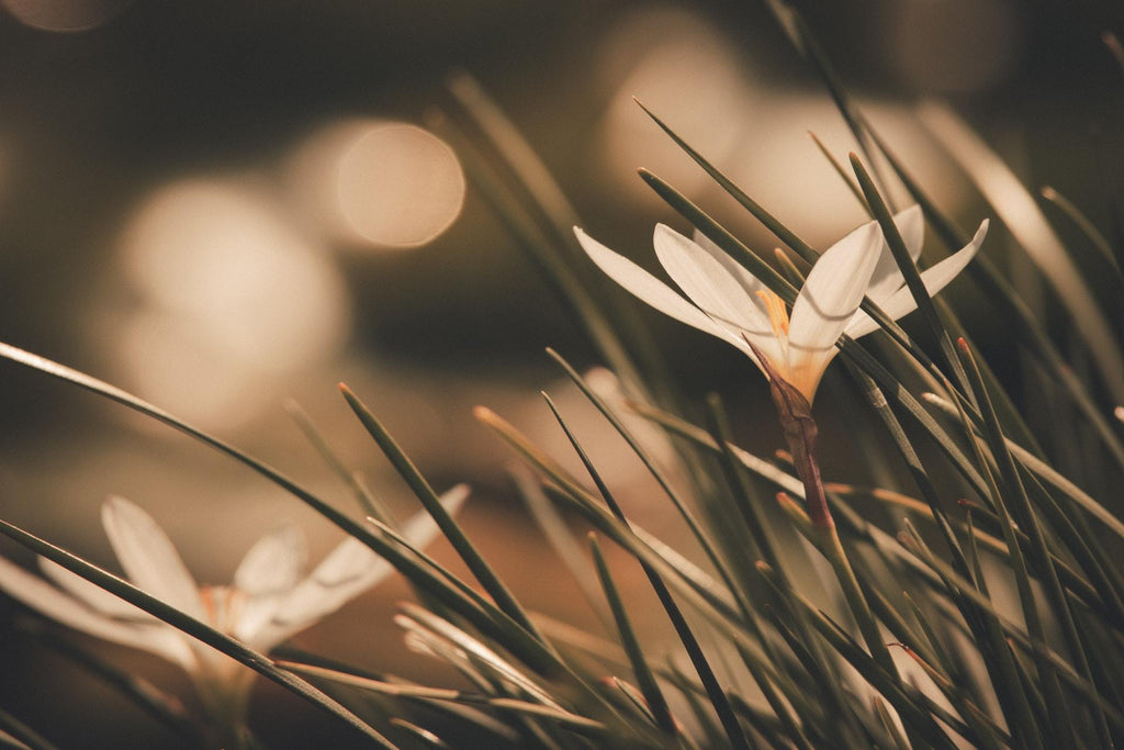 What are the best florists in or near Columbia, Missouri? 