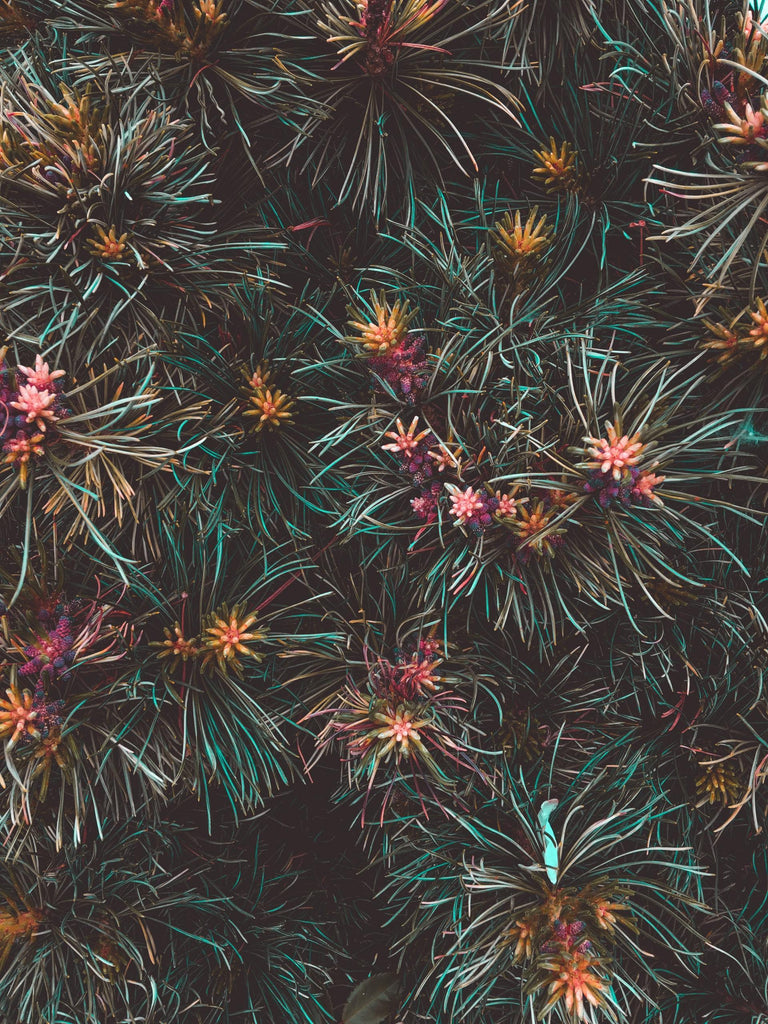 What are the best florists in or near Warren, Michigan? 