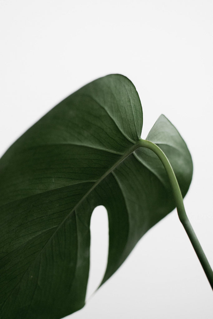 What are the best florists in or near Alfred Station, New York? 