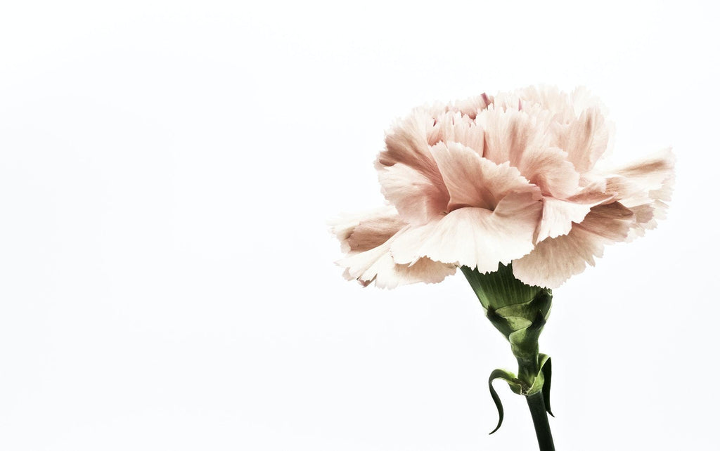 What are the best florists in or near Kent, Washington? 