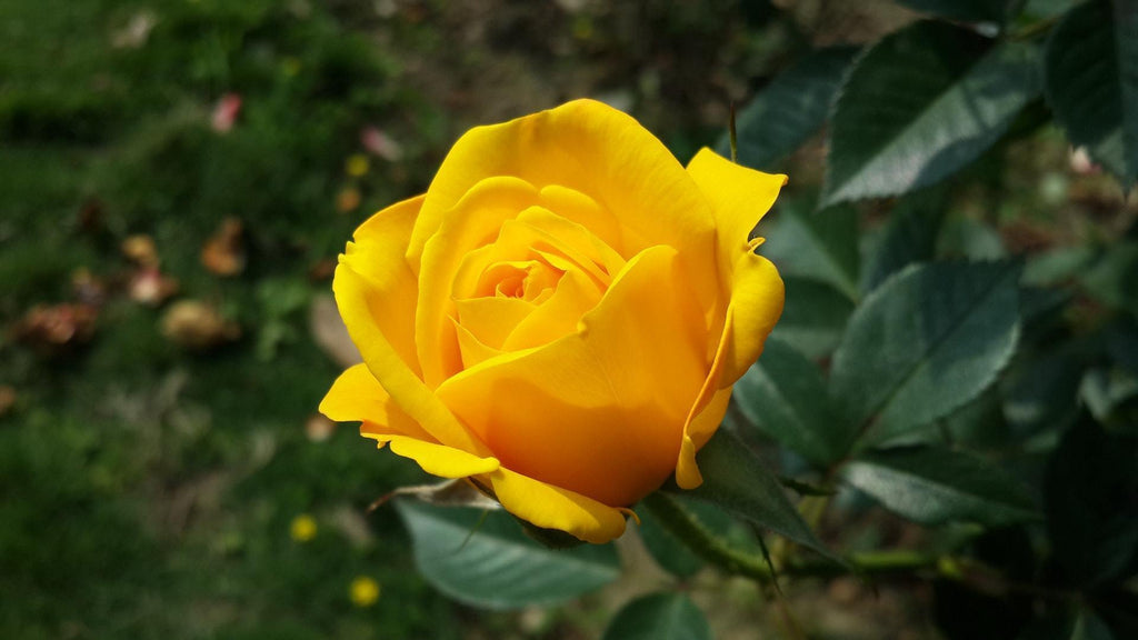 What are the best florists in or near Addison, New York? 