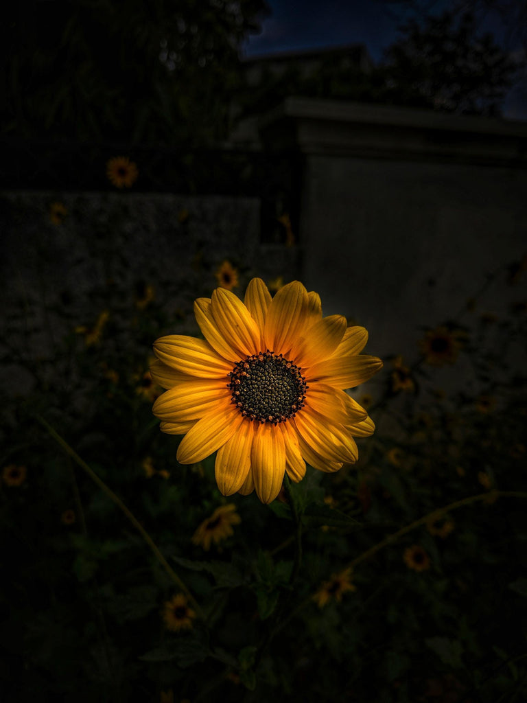 What are the best florists in or near Kannapolis, North Carolina? 