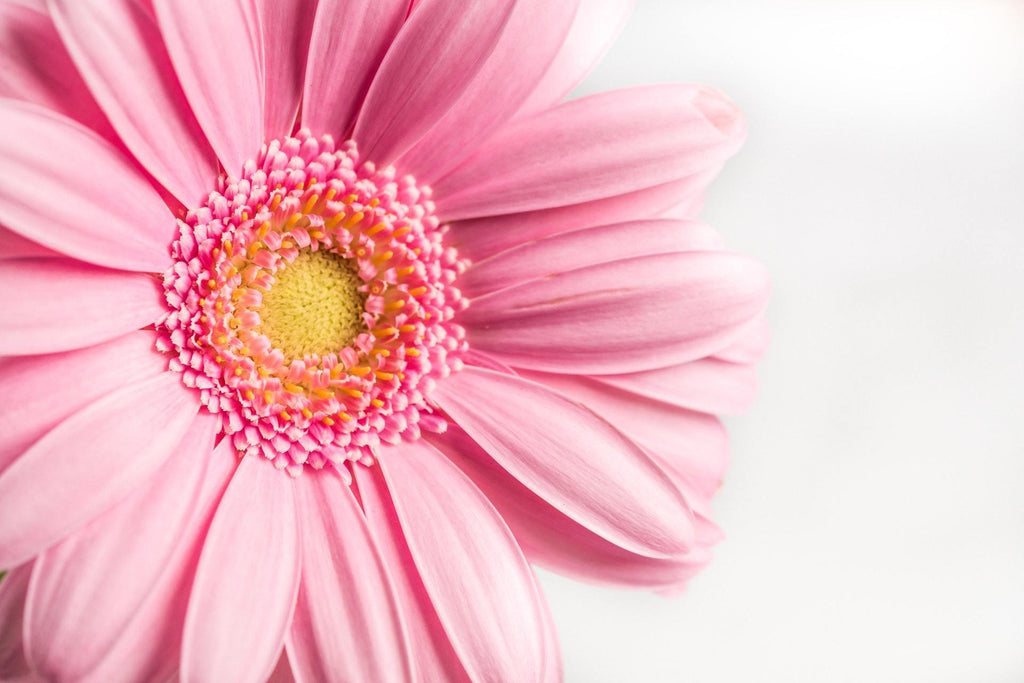 What are the best florists in or near Alamo, North Dakota? 