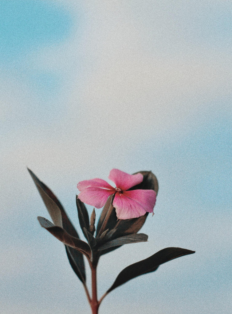 What are the best florists in or near Glade Spring, Virginia? 