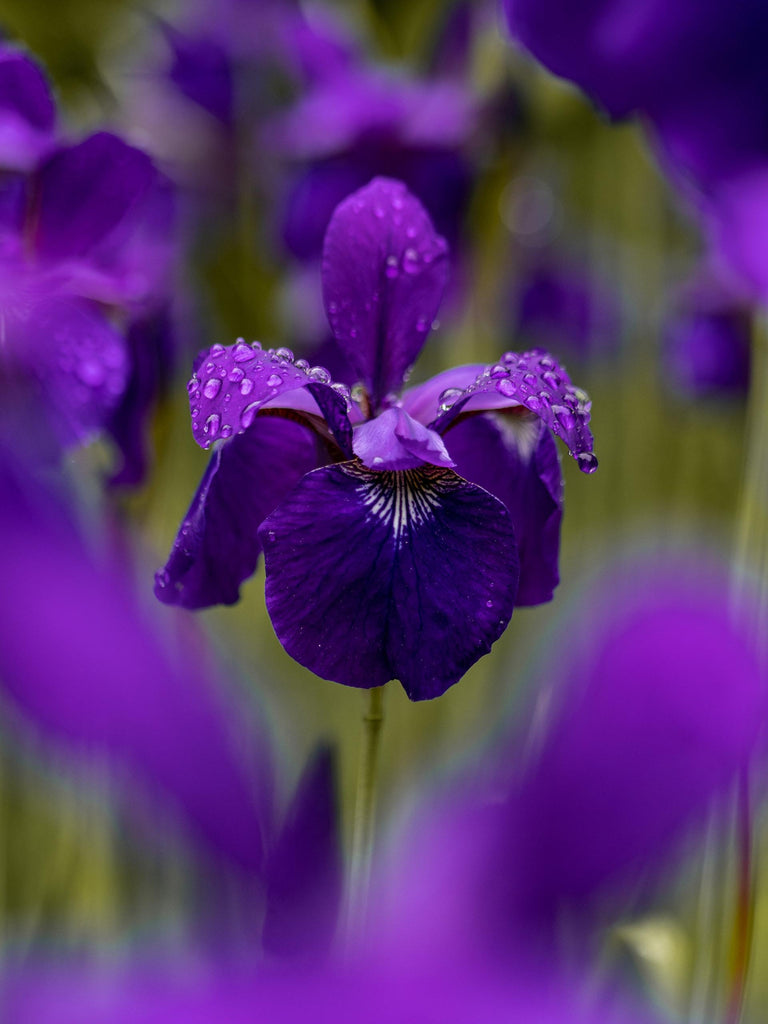 What are the best florists in or near Santa Ana, California? 