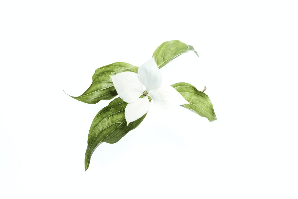 What are the best florists in or near Merced, California? 
