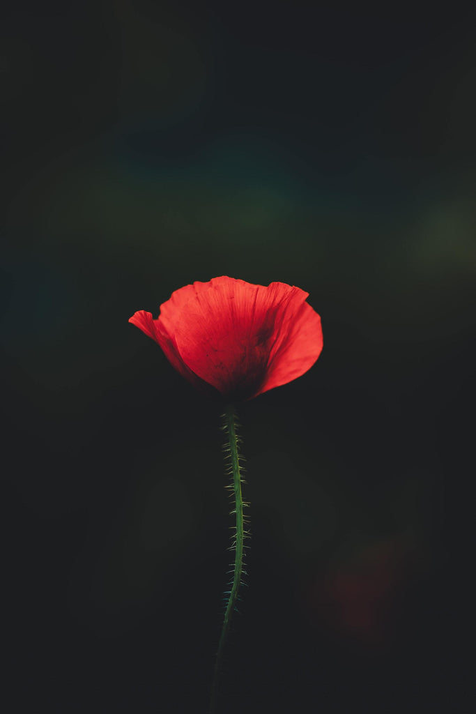 What are the best florists in or near Goodyear, Arizona? 